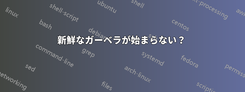 新鮮なガーベラが始まらない？