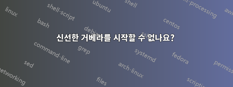 신선한 거베라를 시작할 수 없나요?