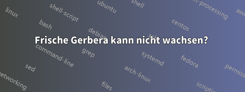 Frische Gerbera kann nicht wachsen?