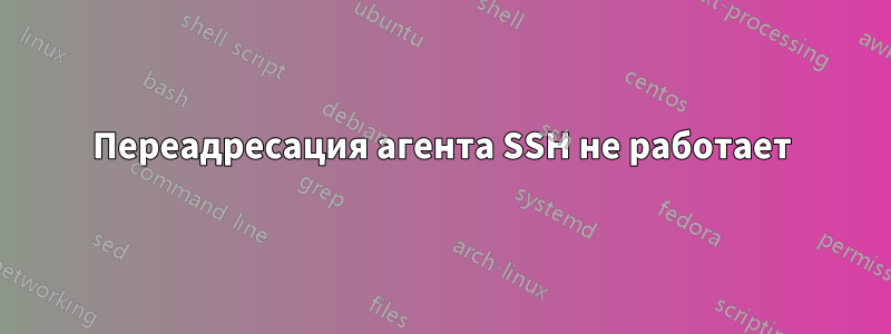 Переадресация агента SSH не работает