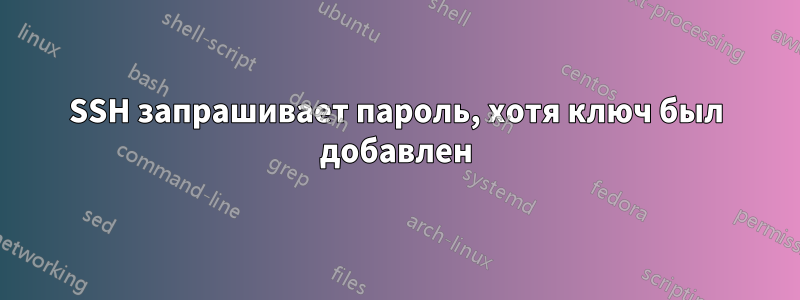 SSH запрашивает пароль, хотя ключ был добавлен