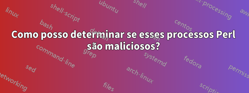 Como posso determinar se esses processos Perl são maliciosos?