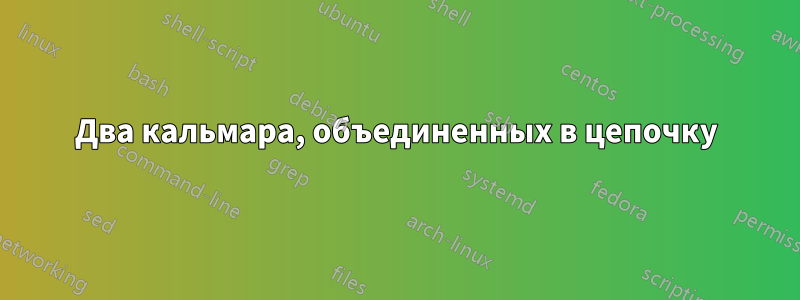 Два кальмара, объединенных в цепочку