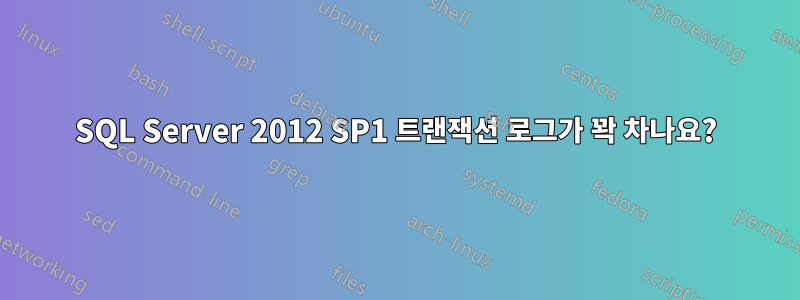 SQL Server 2012 SP1 트랜잭션 로그가 꽉 차나요?