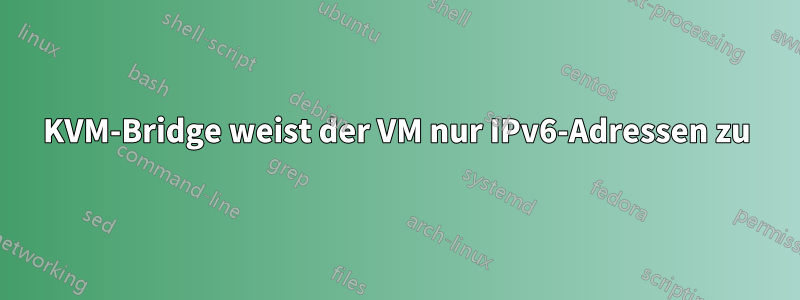 KVM-Bridge weist der VM nur IPv6-Adressen zu